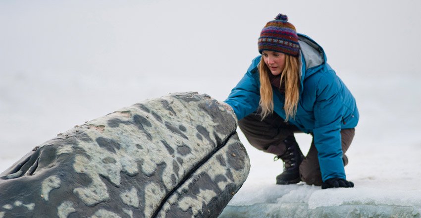 Drew Barrymore stars in BIG MIRACLE. Drew Barrymore stars in BIG MIRACLE.